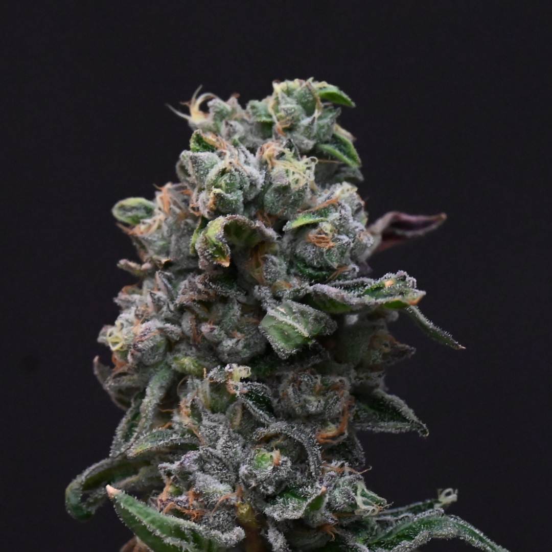 Weed Strain Photo - Cannabis - Marijuana