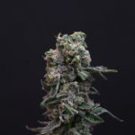 Triangle Mints flower by Rebelle dispensary | high testing high terpene craft flower grown in Massachusetts.